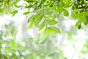 Green leaves on green bokeh sunshine background