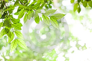 Green leaves on green bokeh sunshine background