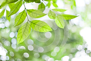 Green leaves on green bokeh sunshine background