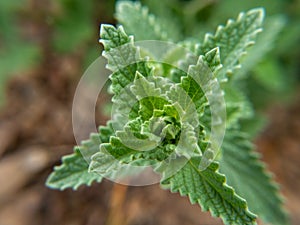 green leaves of a green plant