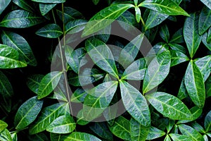 Green leaves, green tropical forest, Group of dark green tropical leaves. Monstera, palm tree, coconut leaf, fern, palm leaf,
