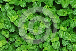 Green Leaves of Groundcover, Creeping Charlie as Background