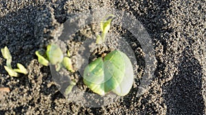 Green leaves that grow thickly on the sand located on the beach