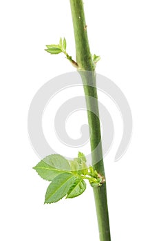 Green leaves growing from stem