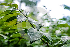 Green leaves growing in summer time during rain