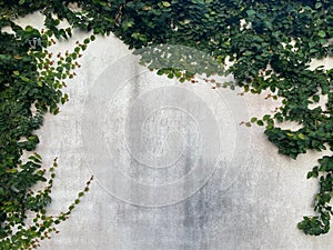 Green leaves and grunge concrete wall background and texture