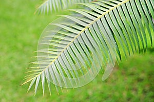 Green leaves of gum palm or giant dioon Dioon spinulosum Dyer the tropical cycad palm plant on green garden using for background