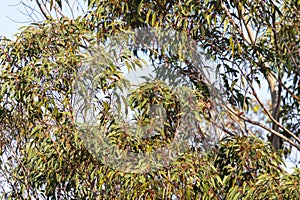 Green leaves on a Gum Tree in regional Australia