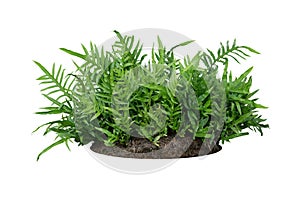 Green leaves Hawaiian Laua`e fern or Wart fern tropical foliage plant bush on ground with dead plants humus isolated on white photo