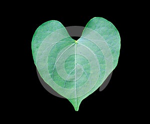 Green leaves heart shape with black background