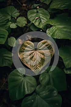 Green leaves with heart shape leaf, created using generative ai technology