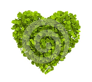 Green Leaves Heart Shape on White Background. Ecology concept