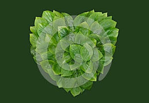 Green leaves heart-shaped, heart form,