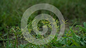 Green leaves of herbal Cyperus strigosus or false nutsedge or straw-colored flatsedge on a green meadow