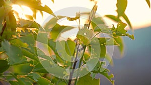 Green leaves are highlighted by sun. Beautiful natural green sunshine bokeh background.