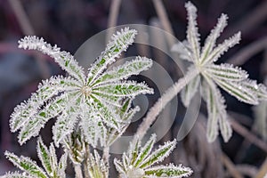 Green leaves in hoarfrost