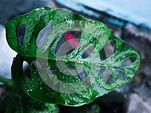 Green leaves with holes after the rain