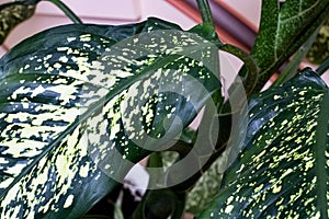Green leaves of a home plant closeup dieffenbachia picta