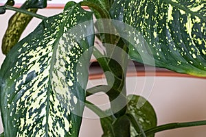 Green leaves of a home plant closeup dieffenbachia picta