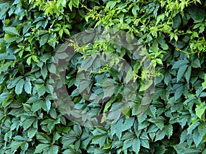 Green leaves of the hop plant on the fence