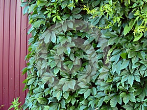 Green leaves of the hop plant on the fence