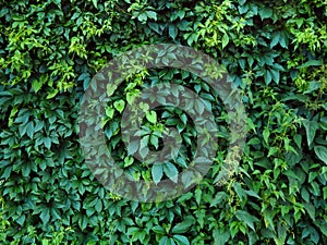 Green leaves of the hop plant on the fence