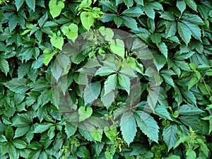 Green leaves of the hop plant on the fence