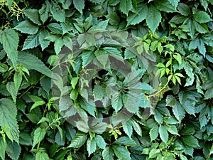 Green leaves of the hop plant on the fence