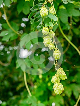 Green leaves of hops branch. Hop cones among the leaves on stems