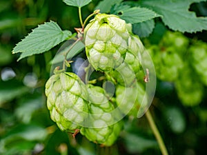 Green leaves of hops branch. Hop cones among the leaves on stems