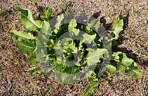 Green leaves of horseradish plant