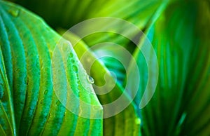 Green leaves of hosta with dew drops