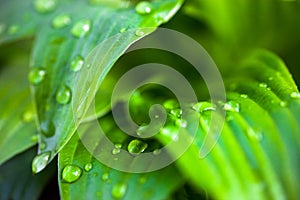 Green leaves of hosta with dew drops