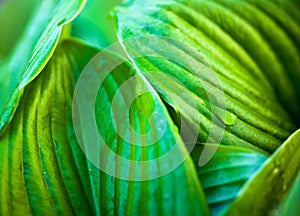 Green leaves of hosta with dew drops