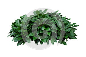 Green leaves hosta plant bush, lush foliage tropic garden plant isolated on white background with clipping path photo