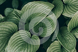 Green leaves of Hosta plant with dew drops. Natural background