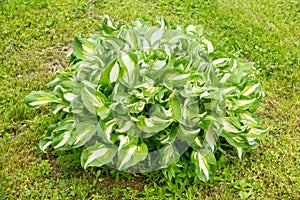 The green leaves of hosta plants with white flowers on a gray background in summer