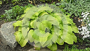 Green leaves of hosta with rain drops.