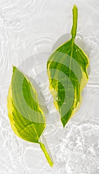 Green leaves hosts on blue water background close-up. White texture surface with rings and ripple. Flat lay, top view, copy space