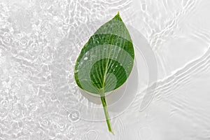 Green leaves hosts on blue water background close-up. White texture surface with rings and ripple. Flat lay, top view, copy space