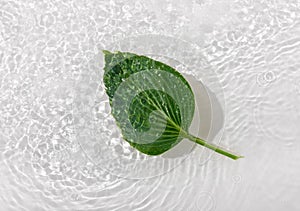 Green leaves hosts on blue water background close-up. White texture surface with rings and ripple. Flat lay, top view, copy space