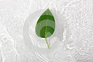 Green leaves hosts on blue water background close-up. White texture surface with rings and ripple. Flat lay, top view, copy space