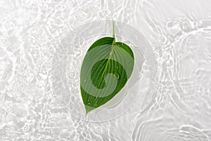 Green leaves hosts on blue water background close-up. White texture surface with rings and ripple. Flat lay, top view, copy space