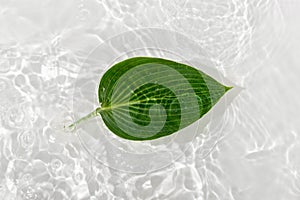 Green leaves hosts on blue water background close-up. White texture surface with rings and ripple. Flat lay, top view, copy space