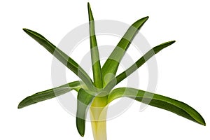 Green leaves of hyacinth flower, isolated on white background
