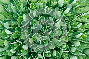 Green leaves of Hylotelephium telephioides, close-up. Green plant natural background