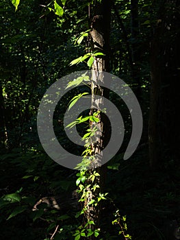 Green leaves illuminated by sunlight on a tree branch with all surroundings in deep shadows in Shenandoah National Park, Virginia