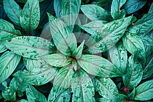 Green leaves of Impatiens walleriana or Busy Lizzy blossom photo