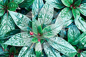 Green leaves of Impatiens walleriana or Busy Lizzy blossom photo