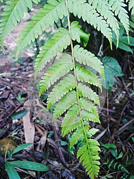 Green leaves indicate that the air is cool